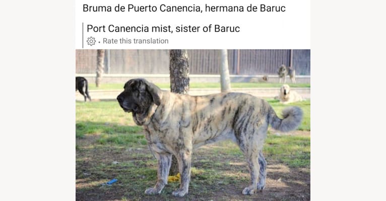Photo of Silice de la Reguera, a Spanish Mastiff  in León, Spain