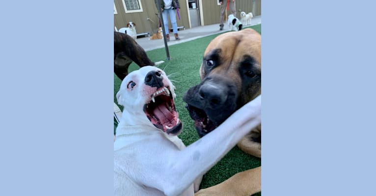 Tiptoe, an American Pit Bull Terrier and Great Pyrenees mix tested with EmbarkVet.com