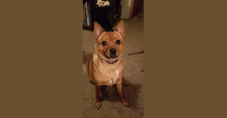 Juno, a Rat Terrier and Pomeranian mix tested with EmbarkVet.com