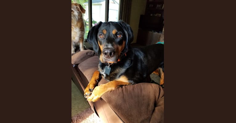 Photo of Rudy, an American English Coonhound, Black and Tan Coonhound, Australian Cattle Dog, and Mixed mix in Oklahoma, USA