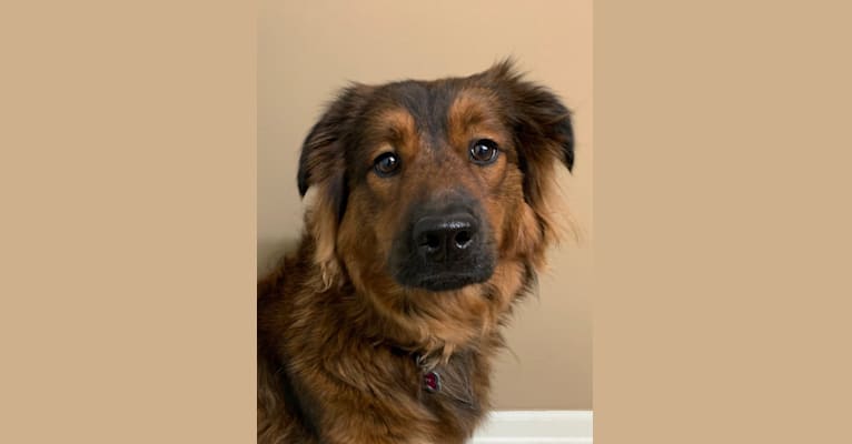 Oakley, a Chow Chow and Great Pyrenees mix tested with EmbarkVet.com