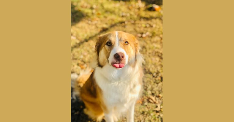 Dakota, an Australian Shepherd and American Pit Bull Terrier mix tested with EmbarkVet.com