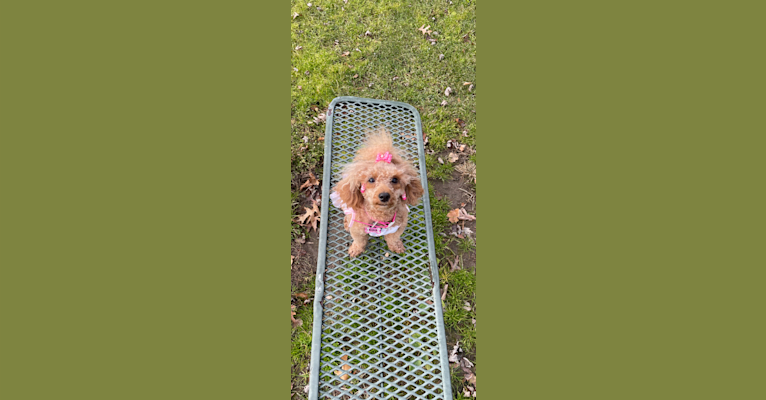 Dior’Duchess, a Poodle (Small) tested with EmbarkVet.com