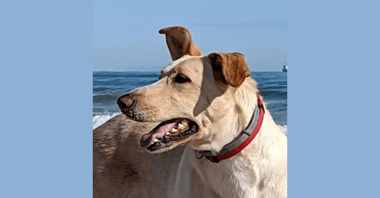 Navi, a German Shepherd Dog and Border Collie mix tested with EmbarkVet.com