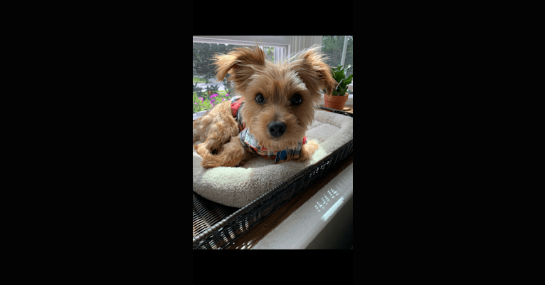 Chewbacca, a Yorkshire Terrier and Maltese mix tested with EmbarkVet.com
