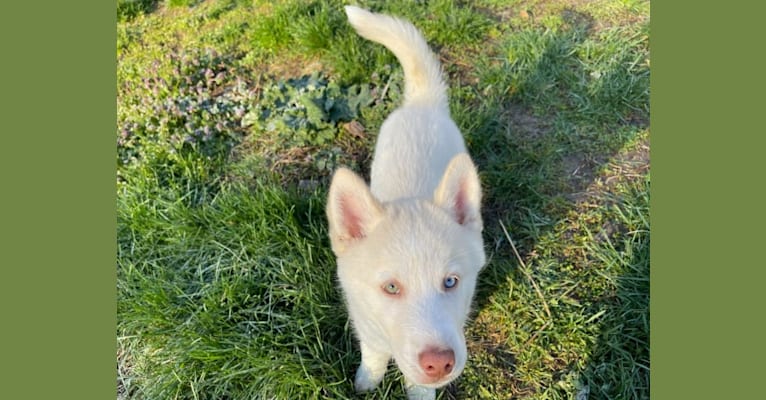 Koda, a Siberian Husky tested with EmbarkVet.com
