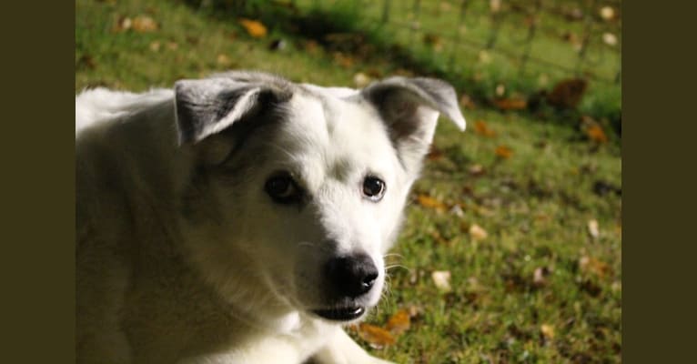 Buddy, an American Eskimo Dog and Norwegian Elkhound mix tested with EmbarkVet.com