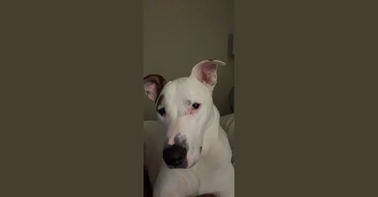 Moose, an American Pit Bull Terrier and German Shepherd Dog mix tested with EmbarkVet.com