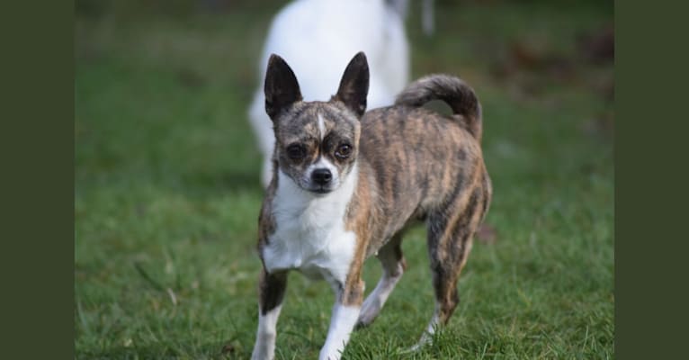 Photo of Bella, a Chihuahua  in Iva, South Carolina, USA