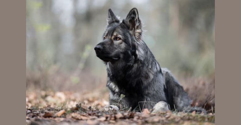 Royal Lady Jazzy van Dorpzicht, a German Shepherd Dog tested with EmbarkVet.com