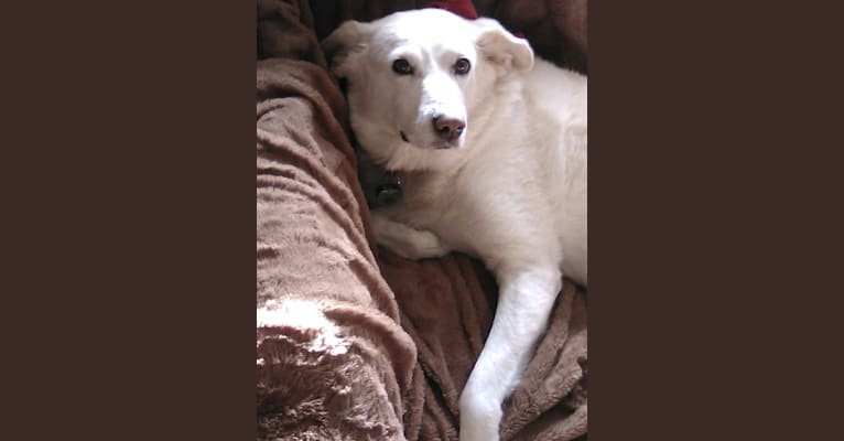 Photo of Molly, a Great Pyrenees, Labrador Retriever, and Maremma Sheepdog mix in North Ridgeville, Ohio, USA