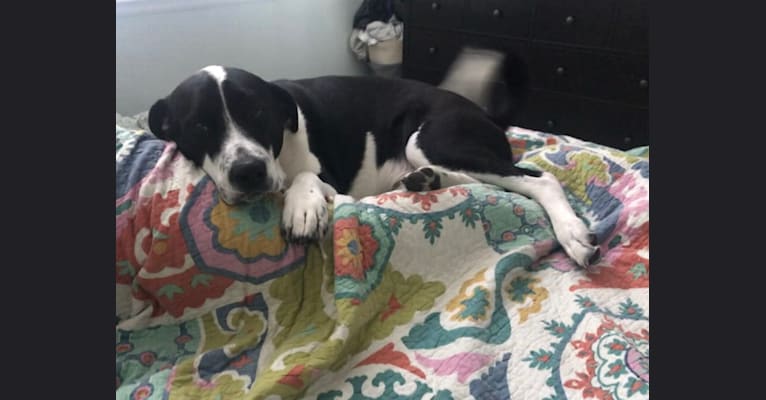 Theodore Ellington, an American Pit Bull Terrier and Siberian Husky mix tested with EmbarkVet.com