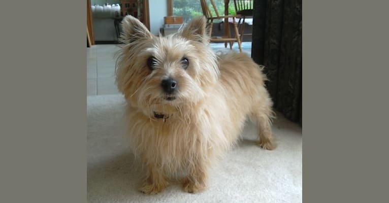 Photo of Taffy, a Norwich Terrier  in Jacksonville, Florida, USA
