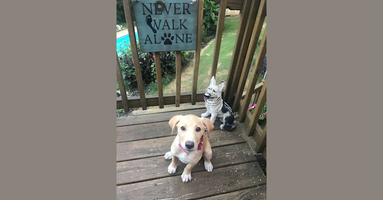 Photo of Willow, a Labrador Retriever, Treeing Walker Coonhound, Bluetick Coonhound, and Mixed mix in North Carolina, USA