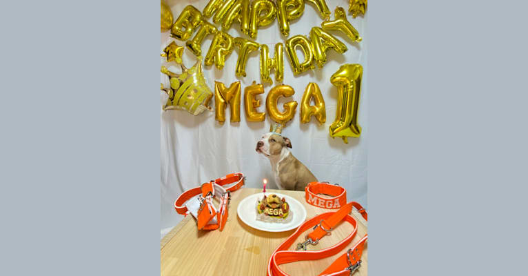 Photo of MEGA II, an American Pit Bull Terrier  in Tsukuba, Ibaraki, Japan