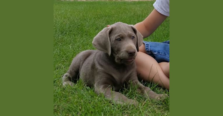 Indy, a Labrador Retriever tested with EmbarkVet.com