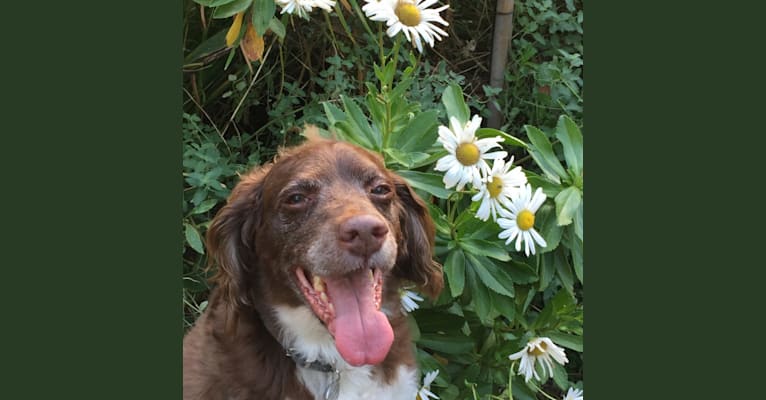 Photo of Oliver, a Brittany 