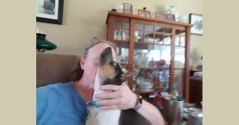 Takodah the Tornado, a Rat Terrier tested with EmbarkVet.com