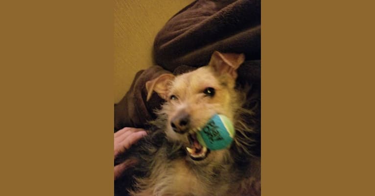 Photo of Bindi, a Poodle (Small), Chihuahua, and Yorkshire Terrier mix in Denver, Colorado, USA