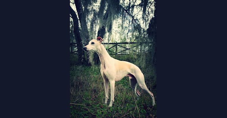 Photo of Zoom, a Whippet  in Homewood, Alabama, USA