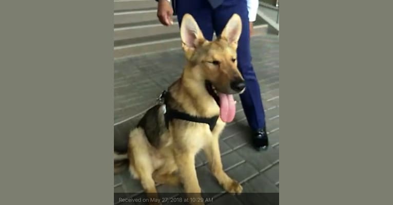 Fantom, a German Shepherd Dog tested with EmbarkVet.com