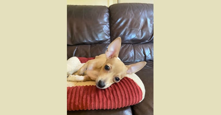 Oliver, a Chihuahua and Poodle (Small) mix tested with EmbarkVet.com