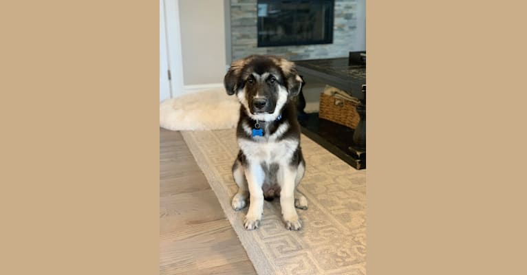 Archie, a German Shepherd Dog and Great Pyrenees mix tested with EmbarkVet.com