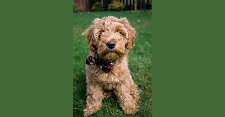Rowan, a Poodle (Small) and Poodle (Standard) mix tested with EmbarkVet.com