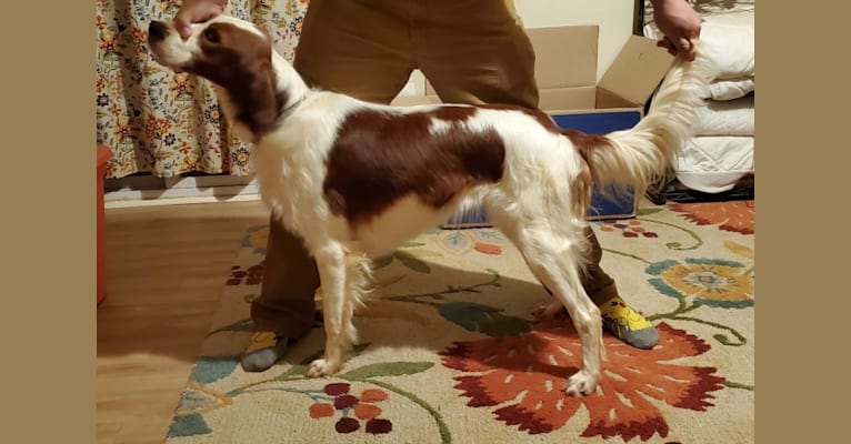 Evelyn Rose, an Irish Red and White Setter tested with EmbarkVet.com