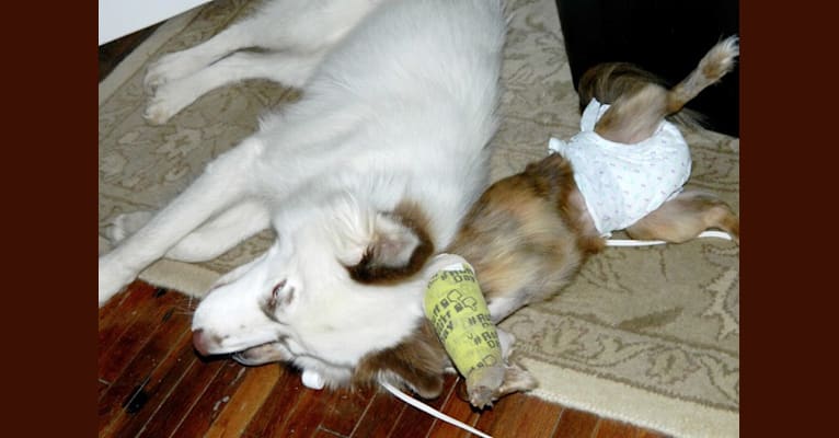 Hudson, a Siberian Husky tested with EmbarkVet.com