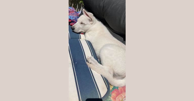 Baxter von White Nobless, a White Shepherd tested with EmbarkVet.com