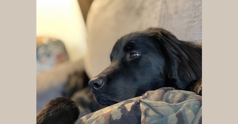 Bear, a Labrador Retriever and Poodle (Standard) mix tested with EmbarkVet.com