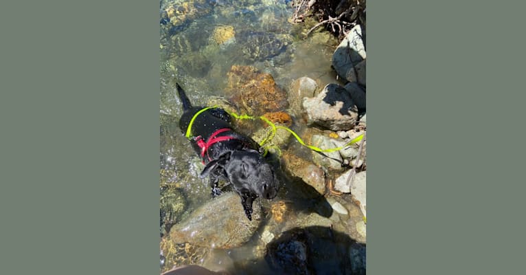 Oolong, a Formosan Mountain Dog tested with EmbarkVet.com