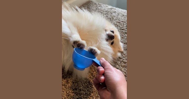 Koda, a Pomeranian tested with EmbarkVet.com