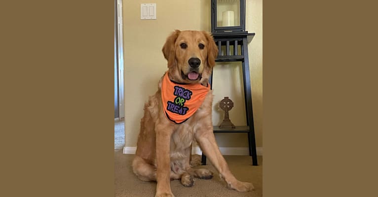 Echo, a Golden Retriever and Labrador Retriever mix tested with EmbarkVet.com