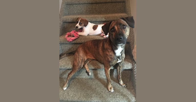 Embark Dog DNA Test Breed