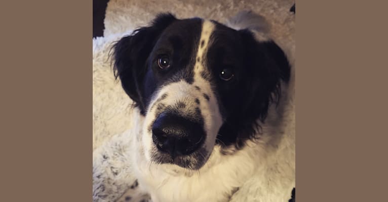 Great pyrenees springer spaniel mix store