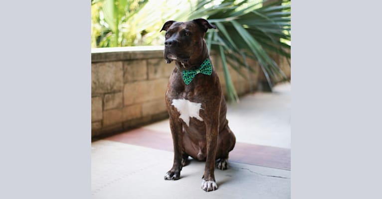 Bogie, an American Pit Bull Terrier tested with EmbarkVet.com