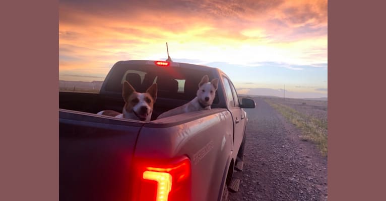 Photo of Kiva, a Border Collie, Australian Cattle Dog, and Australian Shepherd mix in Marfa, Texas, USA