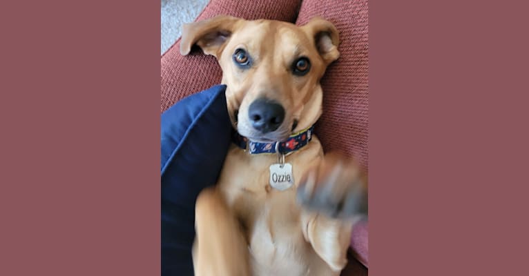 Photo of Ozzie, a Miniature Pinscher, Beagle, American Pit Bull Terrier, German Shepherd Dog, and Mixed mix in Indiana, USA