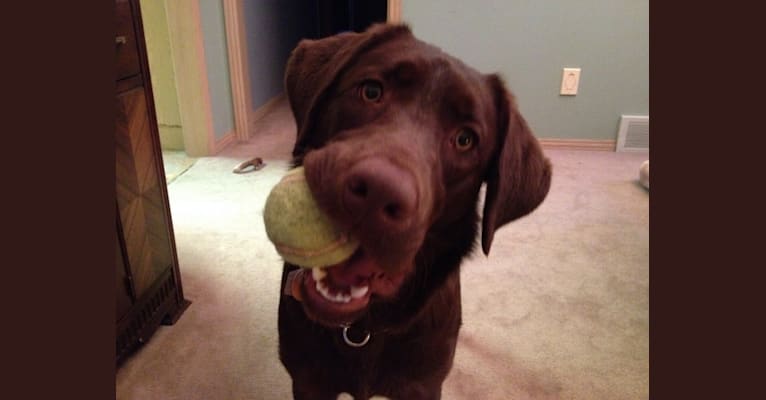 Kasha, a Labrador Retriever tested with EmbarkVet.com