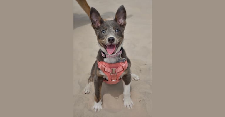 Fizz, an American Pit Bull Terrier and Australian Cattle Dog mix tested with EmbarkVet.com