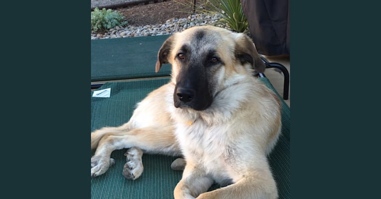 Belle, a German Shepherd Dog and Great Pyrenees mix tested with EmbarkVet.com