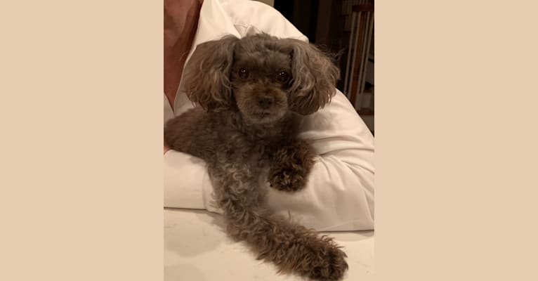 Kayla, a Poodle (Small) tested with EmbarkVet.com