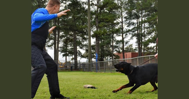 beauceron schutzhund
