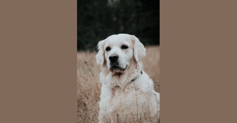 Bryn, a Golden Retriever tested with EmbarkVet.com