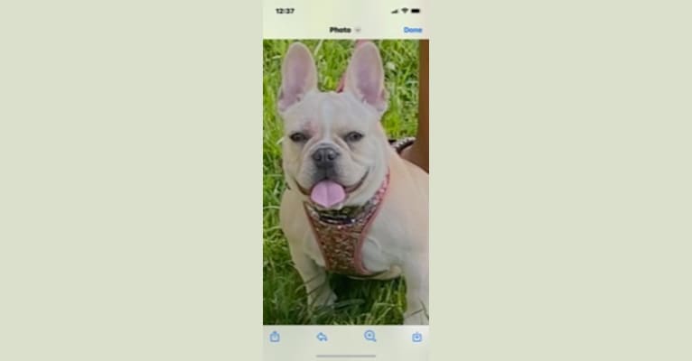 Bella Underwood, a French Bulldog tested with EmbarkVet.com