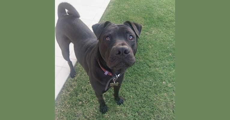 Shar pei staffordshire mix online