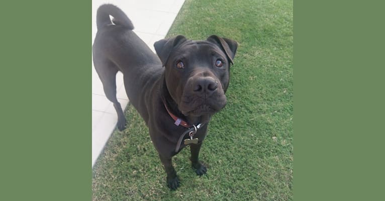 Hutch, a Chinese Shar-Pei and Australian Cattle Dog mix tested with EmbarkVet.com