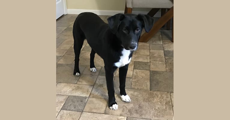 Rat terrier discount black lab mix